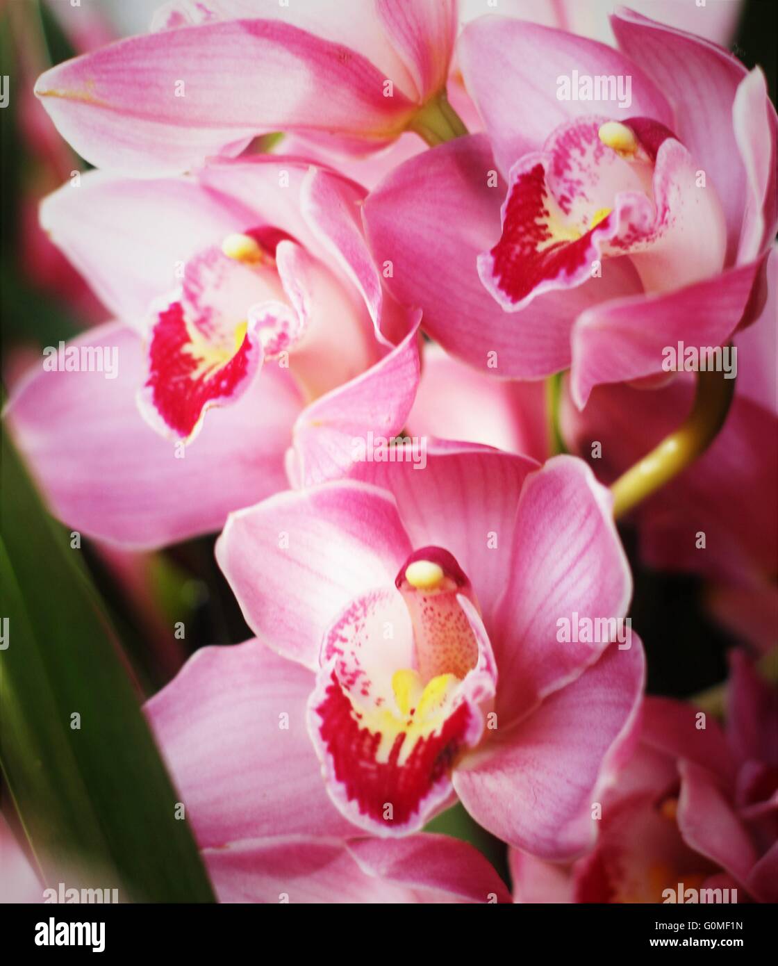 Orchidee viola, fiore viola, viola e rosa, mazzo di fiori viola, viola fiori di primavera, viola bloom Foto Stock