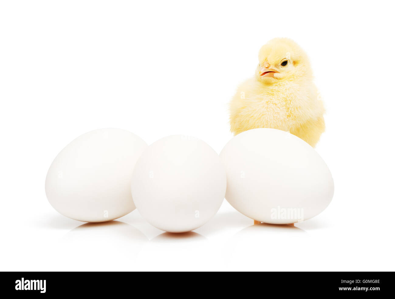 Piccolo giallo pollo dietro di tre bianchi uova di gallina, isolato su sfondo bianco Foto Stock