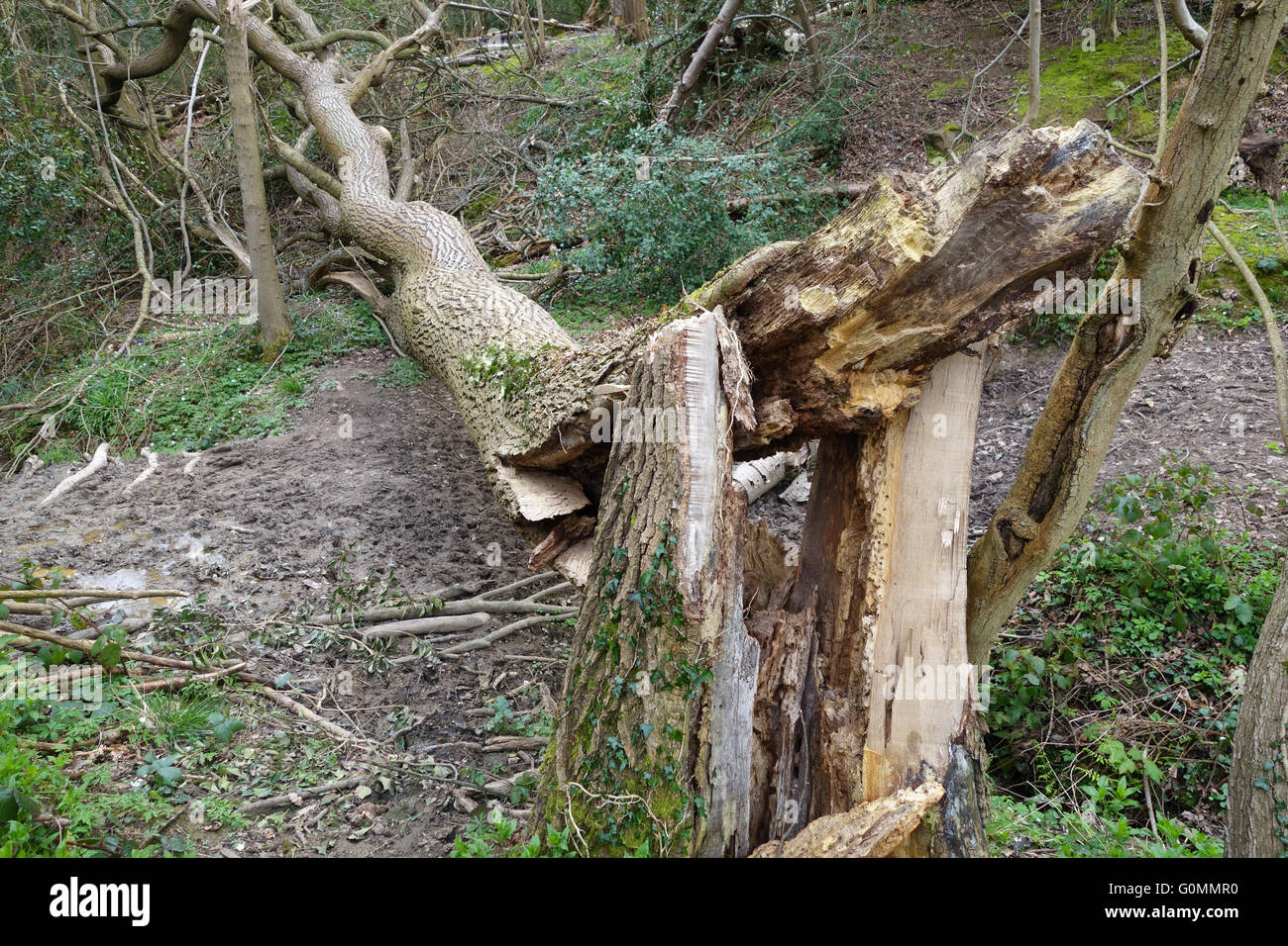 Caduto malato albero di cenere in Shropshire Woodland England Regno Unito Foto Stock