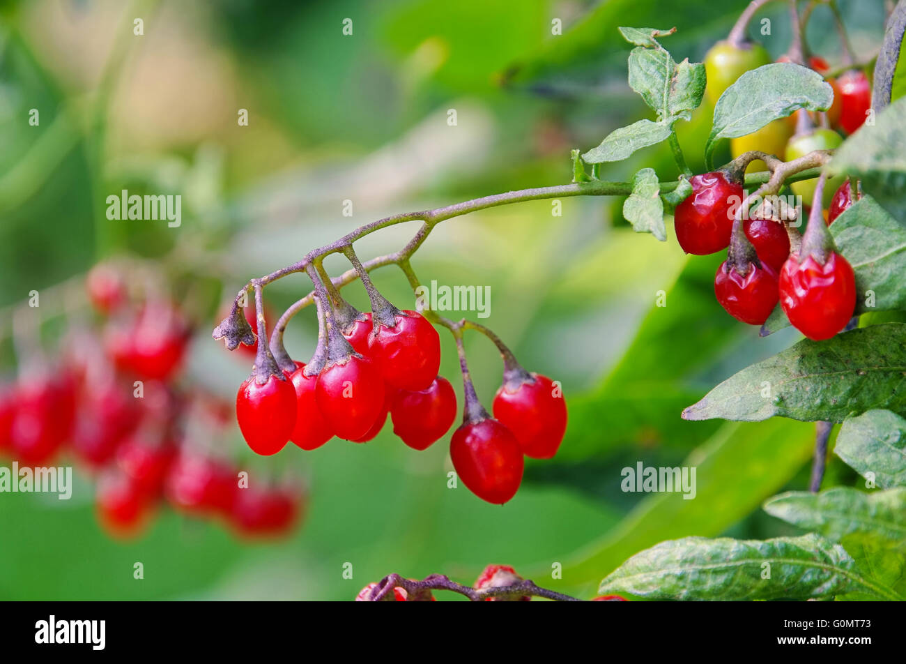 Bittersüsser Nachtschatten - bittersweet nightshade 01 Foto Stock