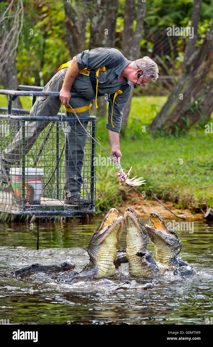 Tre alligatori il salto al di fuori dell'acqua per essere alimentato il pollo da un gestore di animale Foto Stock