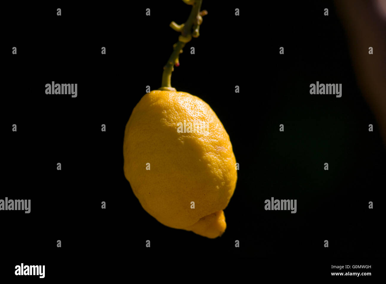 Un limone pende dal ramo di un albero di limone in London, Gran Bretagna il 28 aprile 2016. Copyright fotografia John Voos Foto Stock