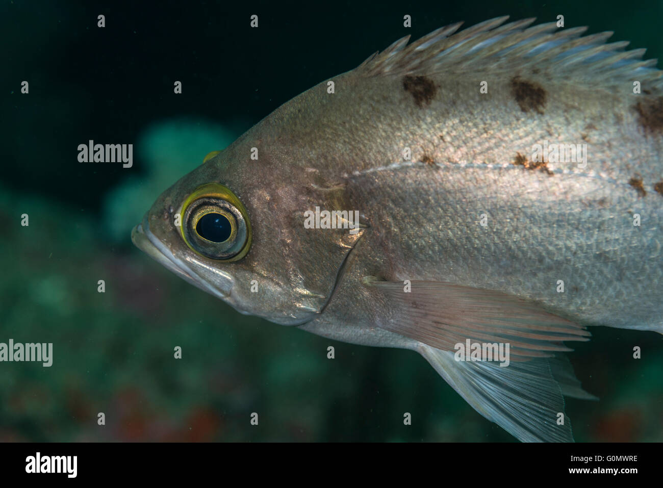 Giapponese il pesce rosso. close up. Nome scientifico : Sebastes inermis Cuvier,1829. A Owase, Mie, Giappone. Profondità 20m Foto Stock