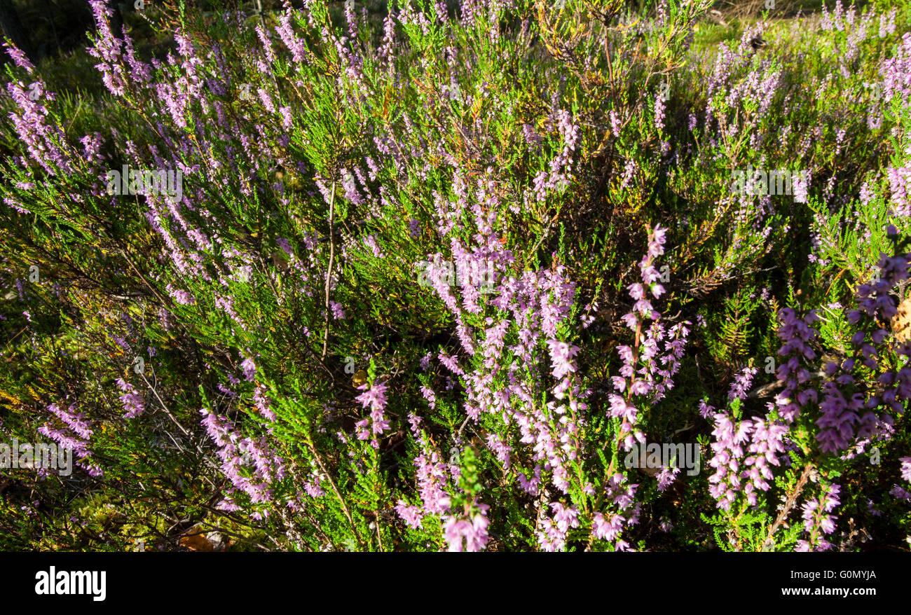 Comune di heather (Calluna vulgaris) Foto Stock