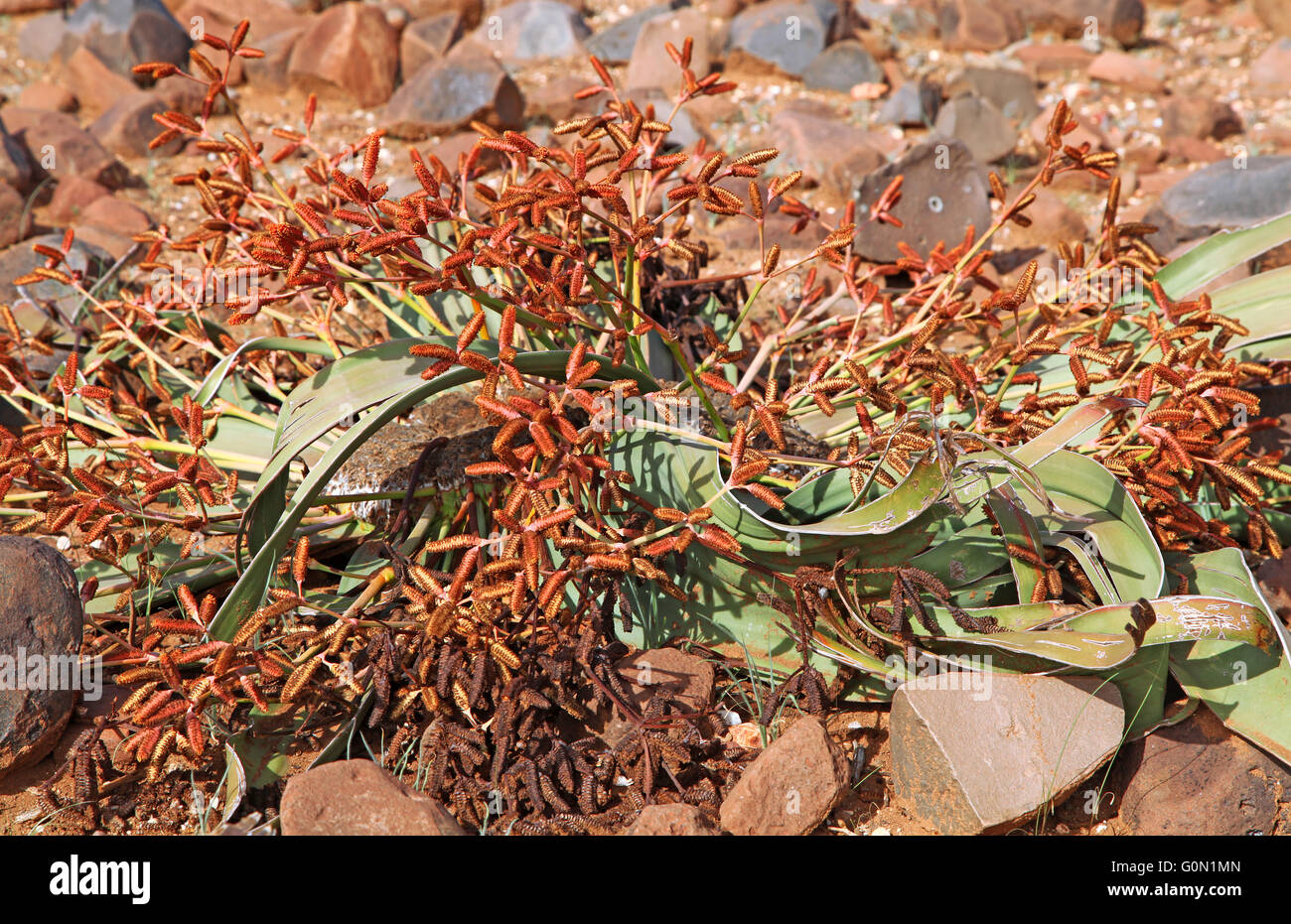 Welwitschia Mirabilis nel paesaggio di Namibia Foto Stock