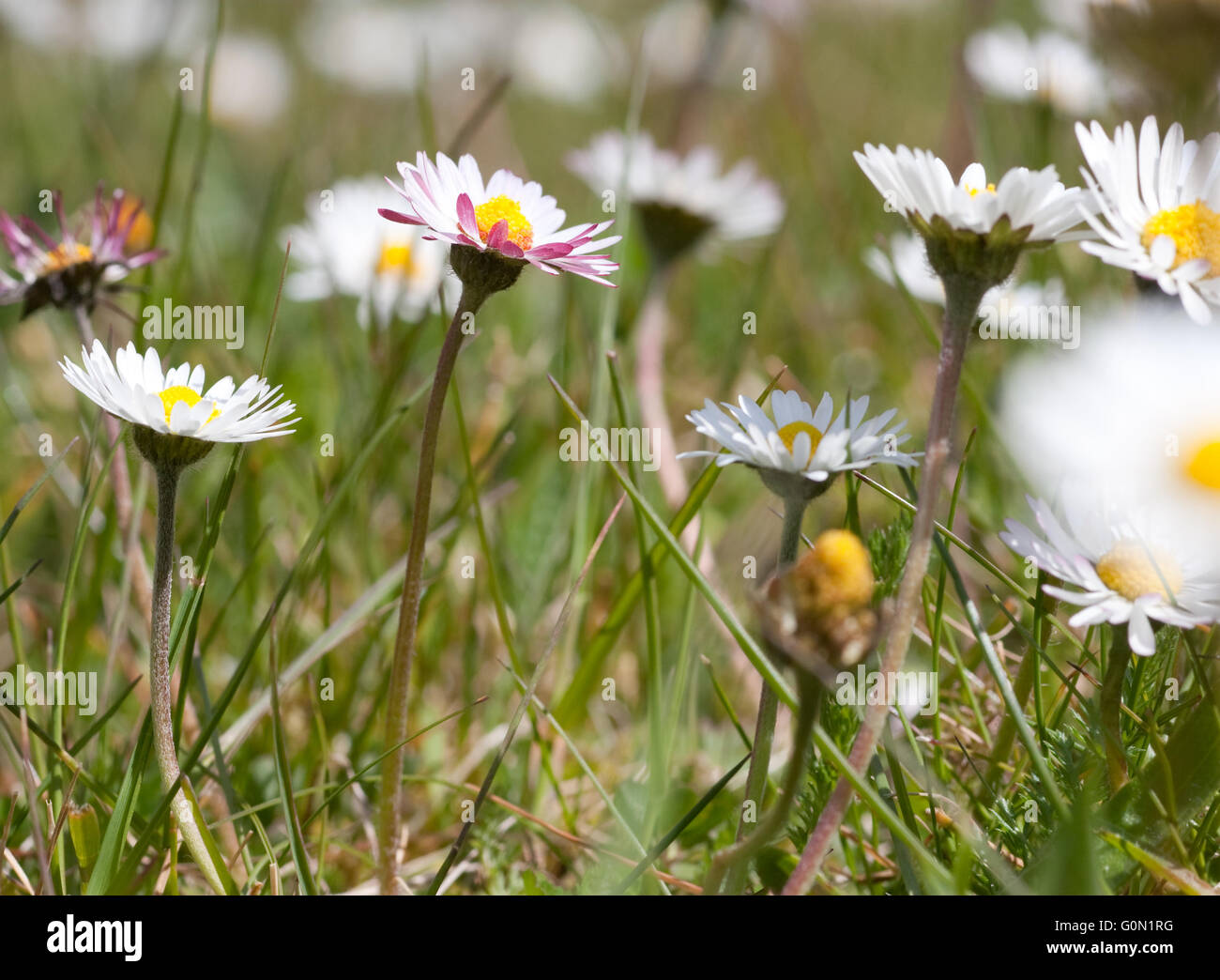 Close up di margherite che crescono in un giardino inglese Foto Stock