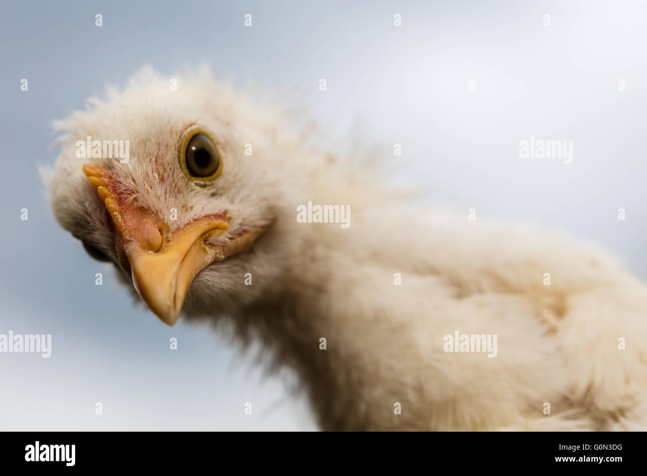 Considerato il pollo, Foto Stock