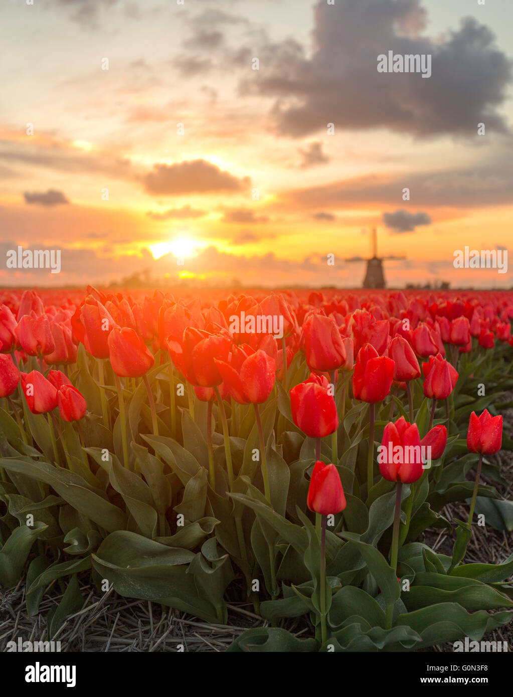 Bel tramonto dai campi di tulipani in Olanda nel tempo primaverile Foto Stock