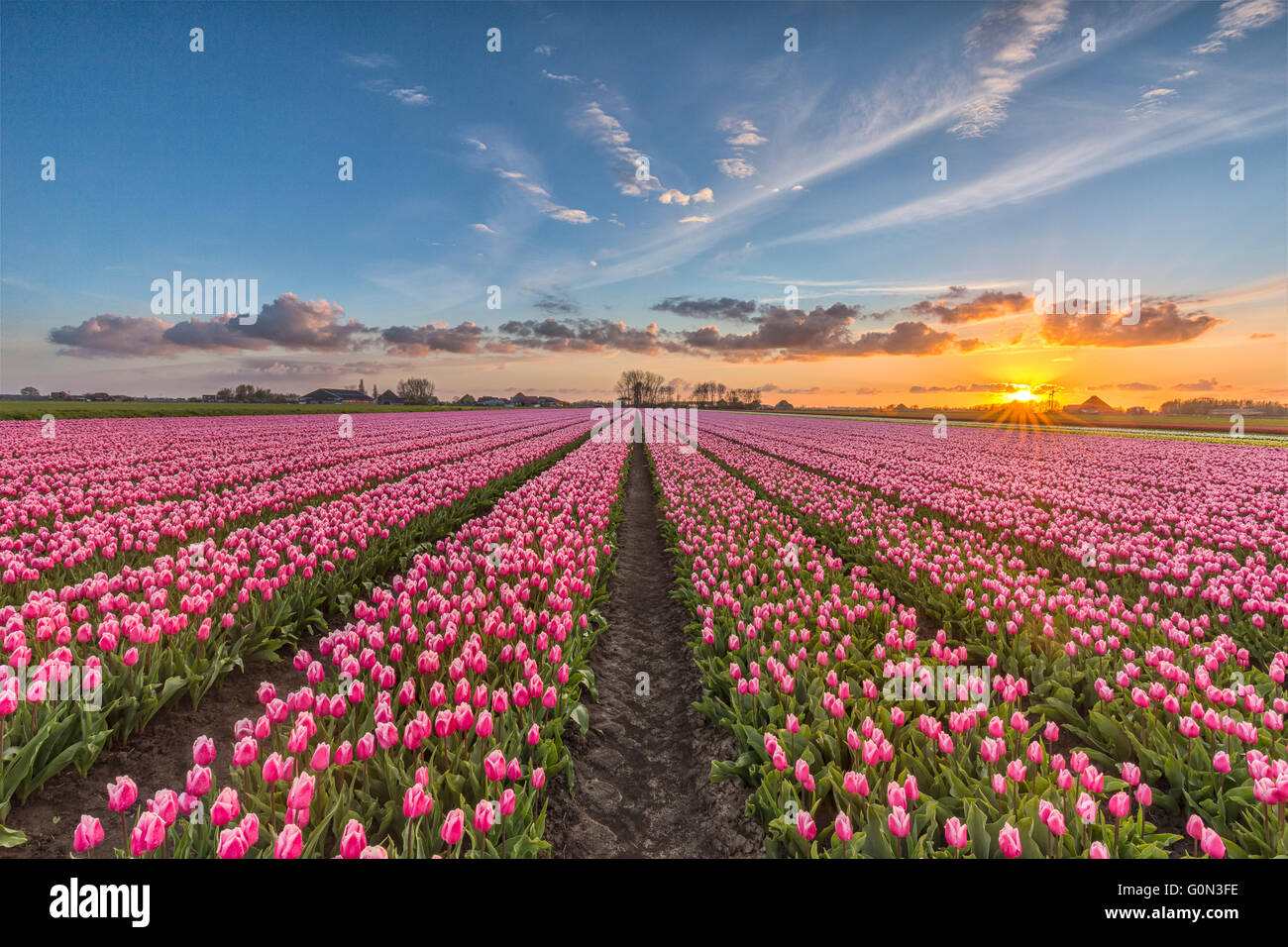 Bel tramonto dai campi di tulipani in Olanda nel tempo primaverile Foto Stock