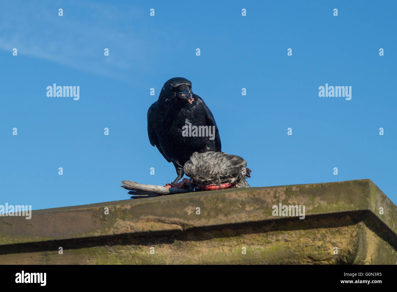 Un corvo mangia un piccione a Londra Foto Stock