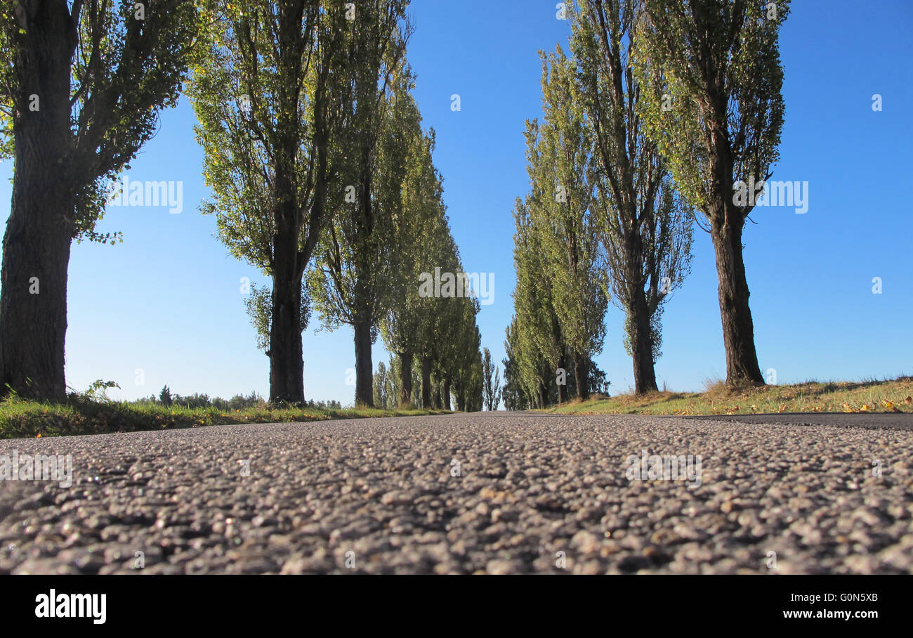 Vite senza fine dalla visuale della strada fiancheggiata con alberi di pioppo Foto Stock