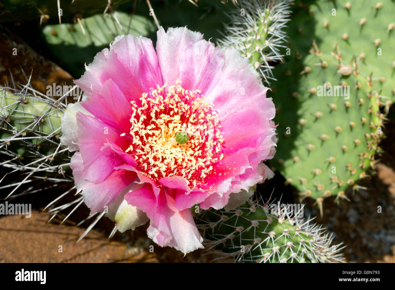 Cactus (Opuntia phaecantha) con fiore rosa Foto Stock