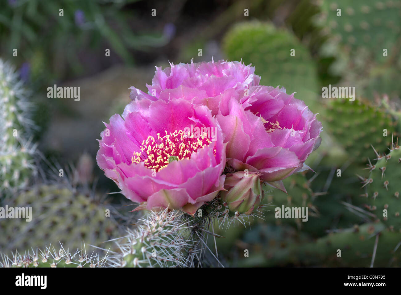 Cactus (Opuntia phaecantha) con fiori di colore rosa Foto Stock