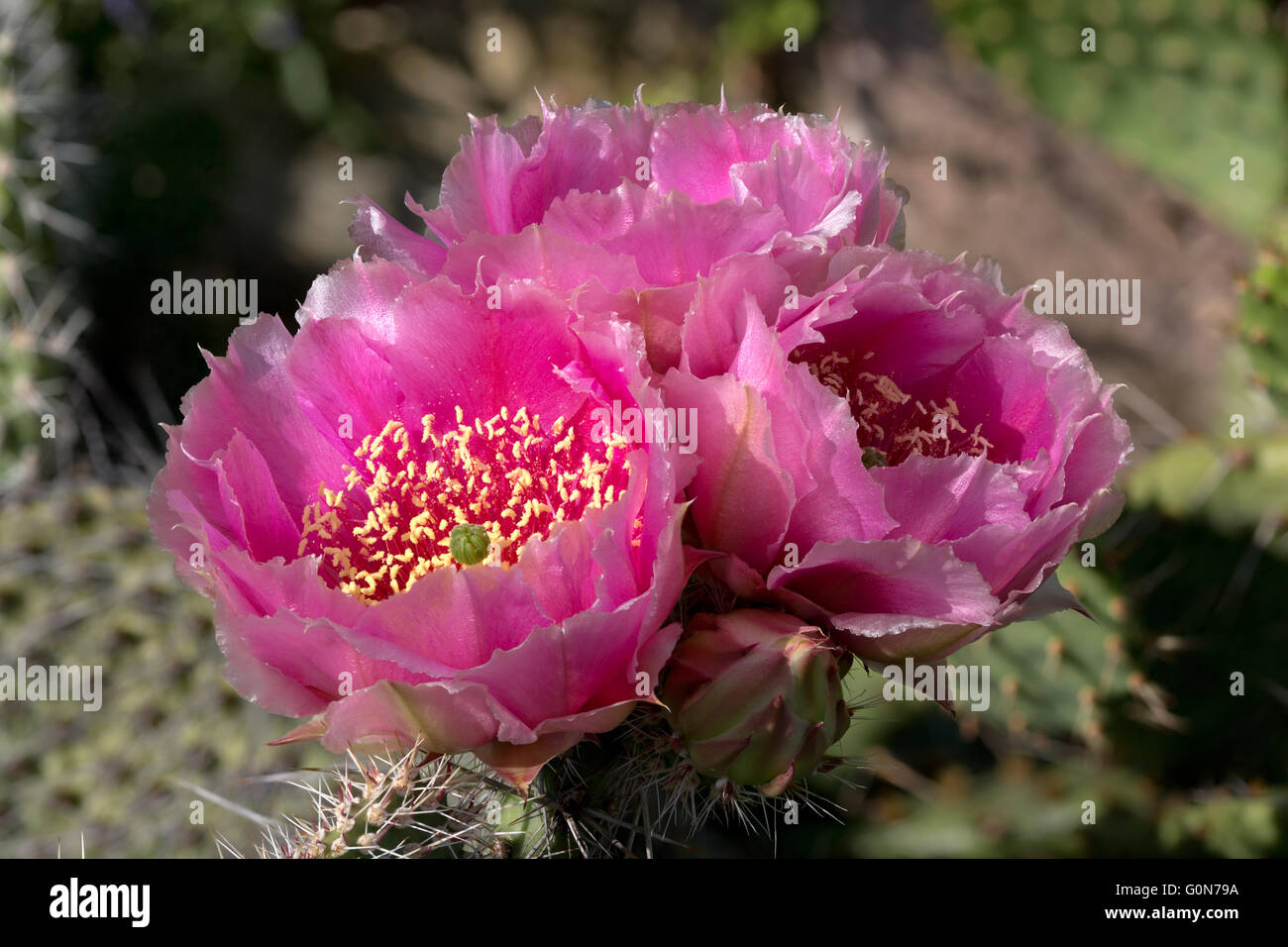 Cactus (Opuntia phaecantha) con tre fiori in atmosfera serale Foto Stock