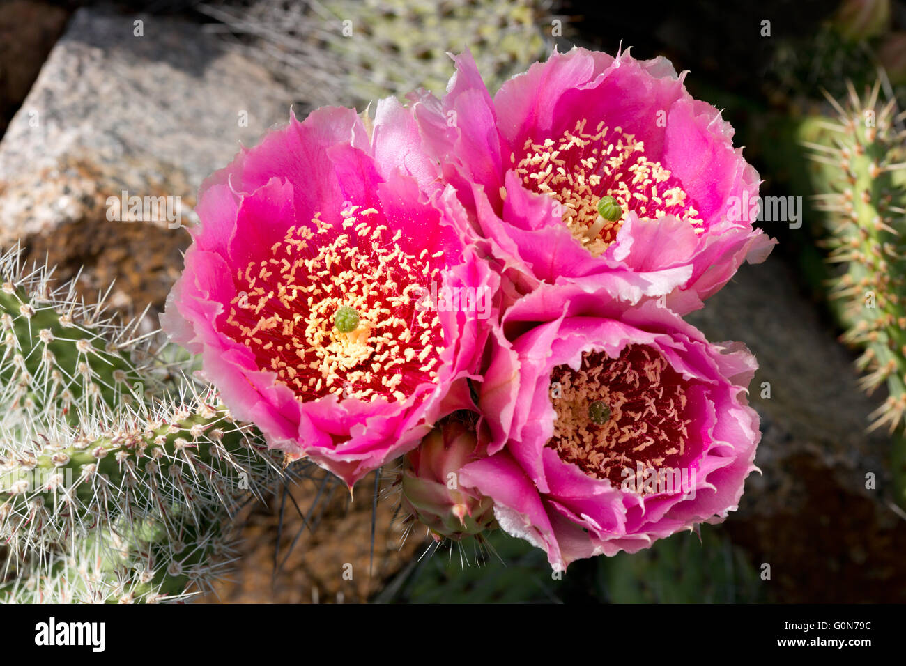 Cactus (Opuntia phaecantha) con tre fiori di rosa Foto Stock