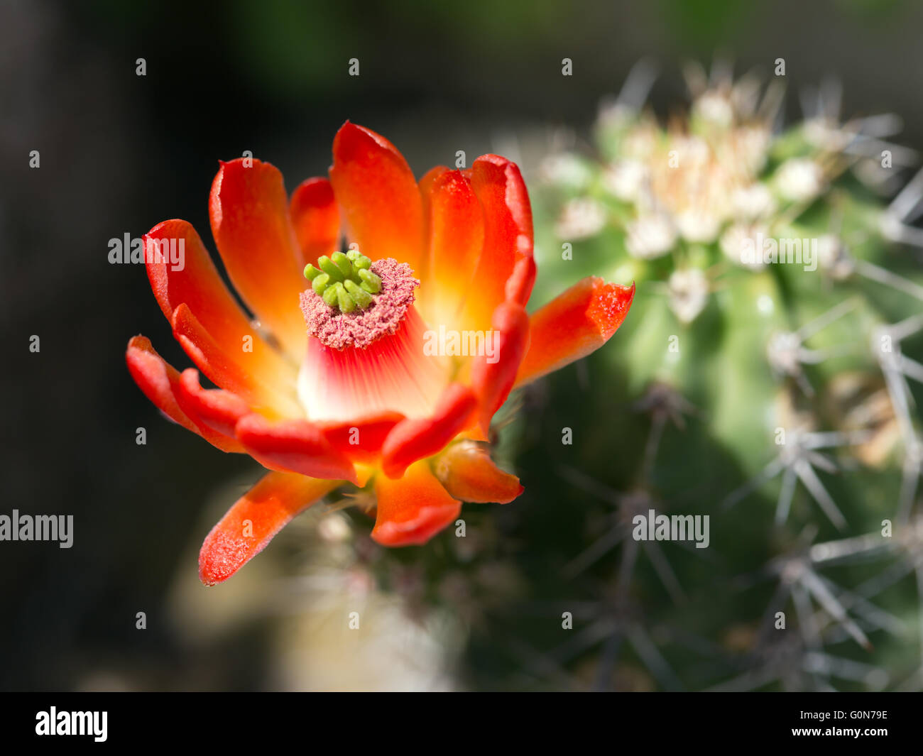 Cactus, fiore di Echinocereus coccineus hybrid Foto Stock