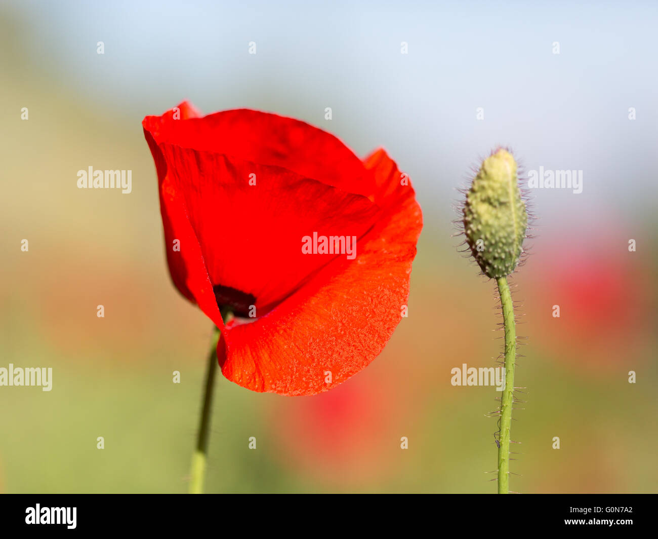 Papavero rosso con bud nel vento Foto Stock