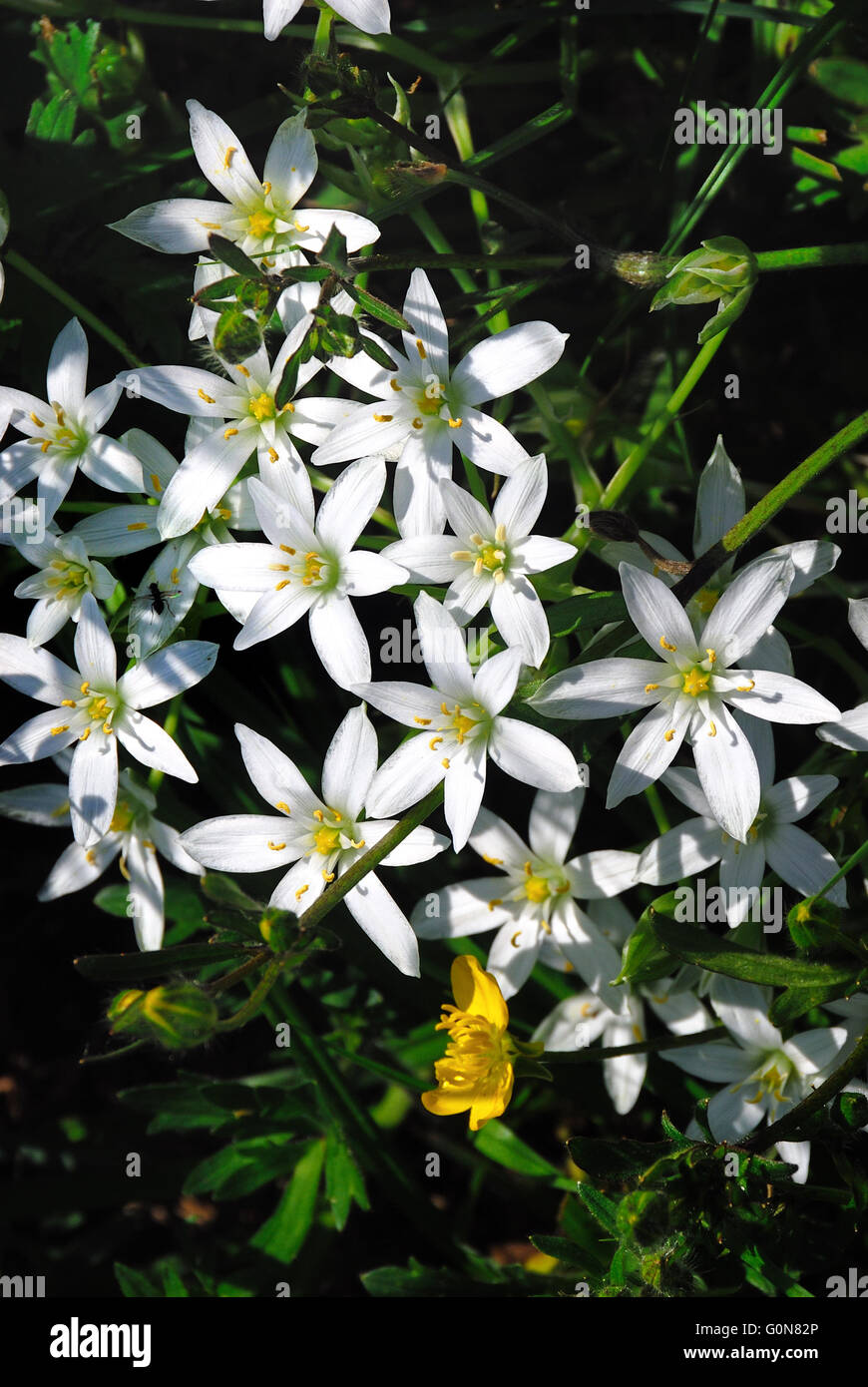 Nome grappoli di fiori bianchi nome immagini e fotografie stock ad alta  risoluzione - Alamy