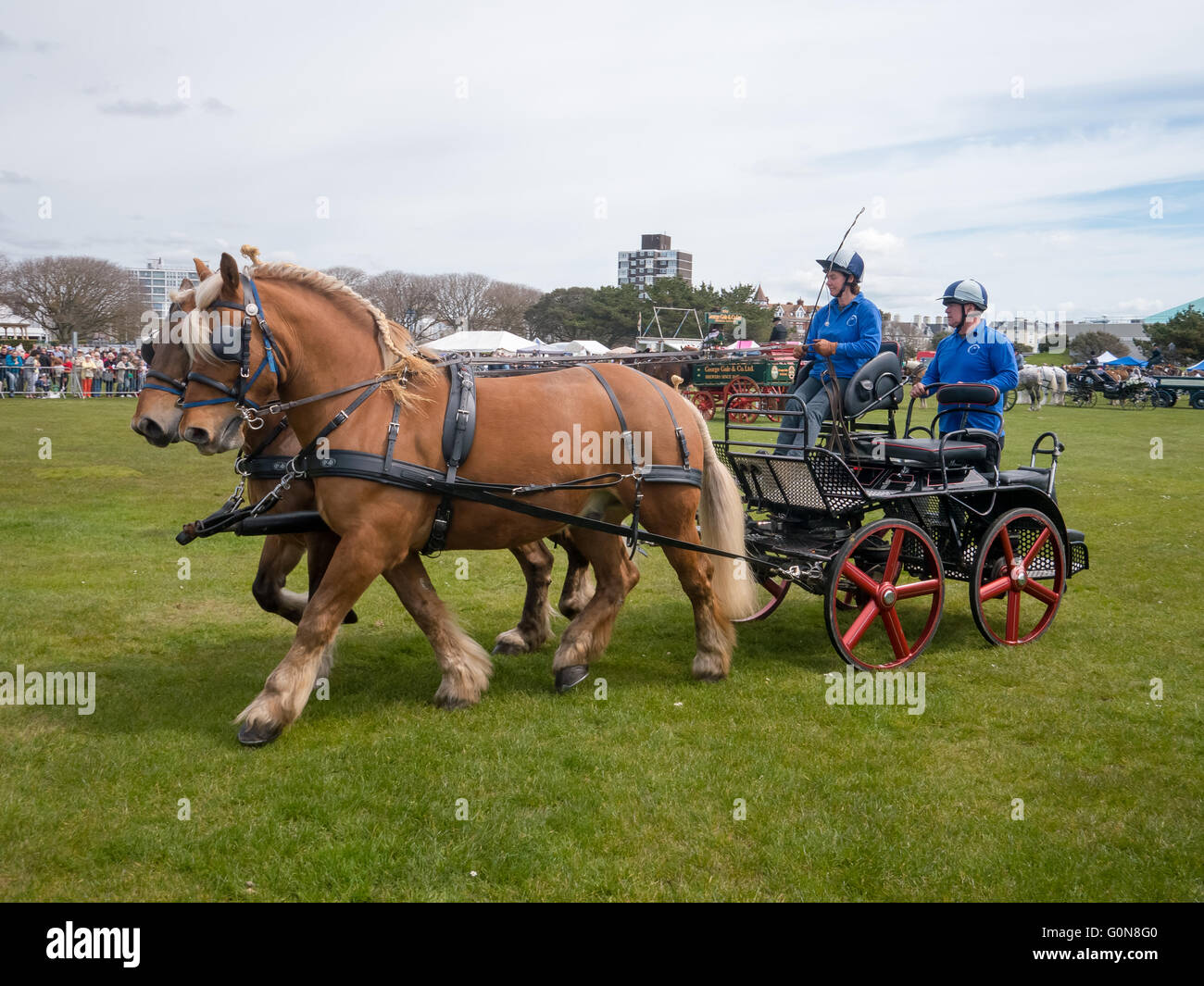 Cavalli pesante di trazione di un carrello che si trova in zone rurali e Southsea mostra a Portsmouth Foto Stock