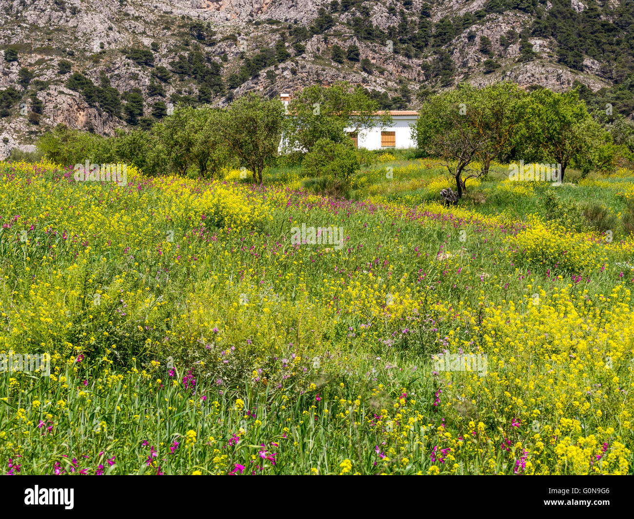 Paesaggio naturale, Campo dei Fiori. Sierra de las Nieves parco naturale. Málaga Andalusia, Spagna Europa Foto Stock