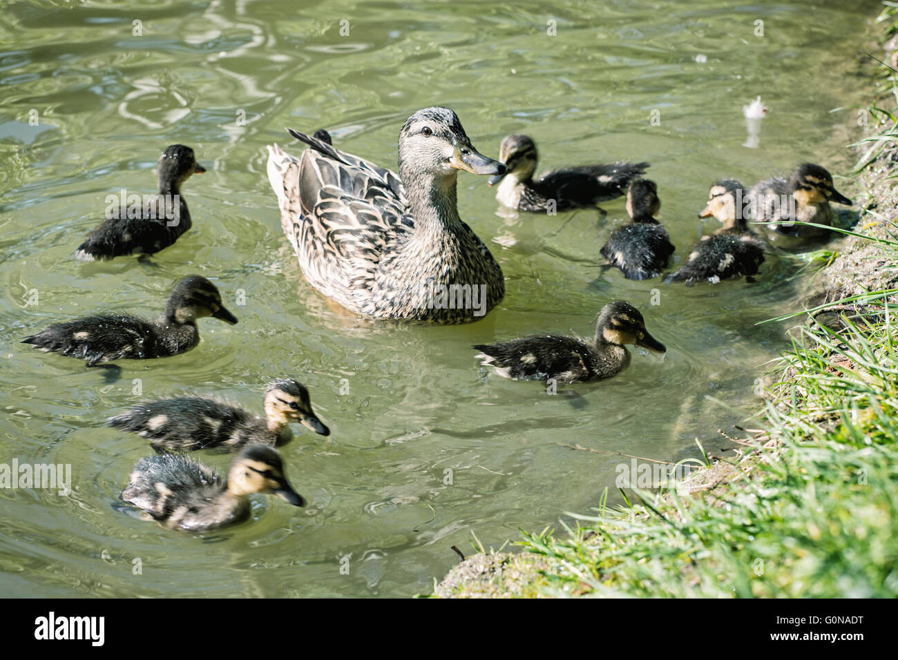 Wild Mallard duck con youngs - Anas platyrhynchos nell'acqua. La bellezza della natura. Il tempo primaverile. Gli uccelli scena. Quelli giovani. Detaile Foto Stock