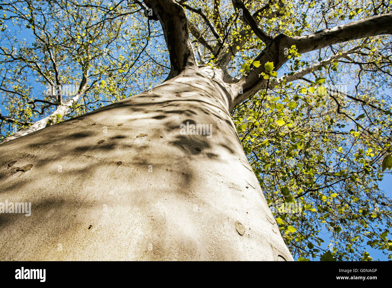 Platanus Occidentalis 50 Semi Albero Del Sicomoro Americano Evolvegroup Co Bw