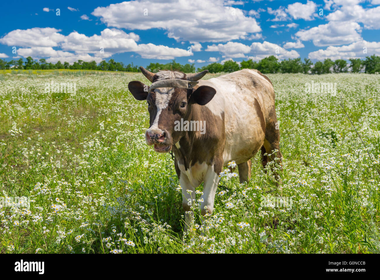 Carino ucraino vitello vi accoglie nella sua estate erigeron annuus di campo dei fiori Foto Stock