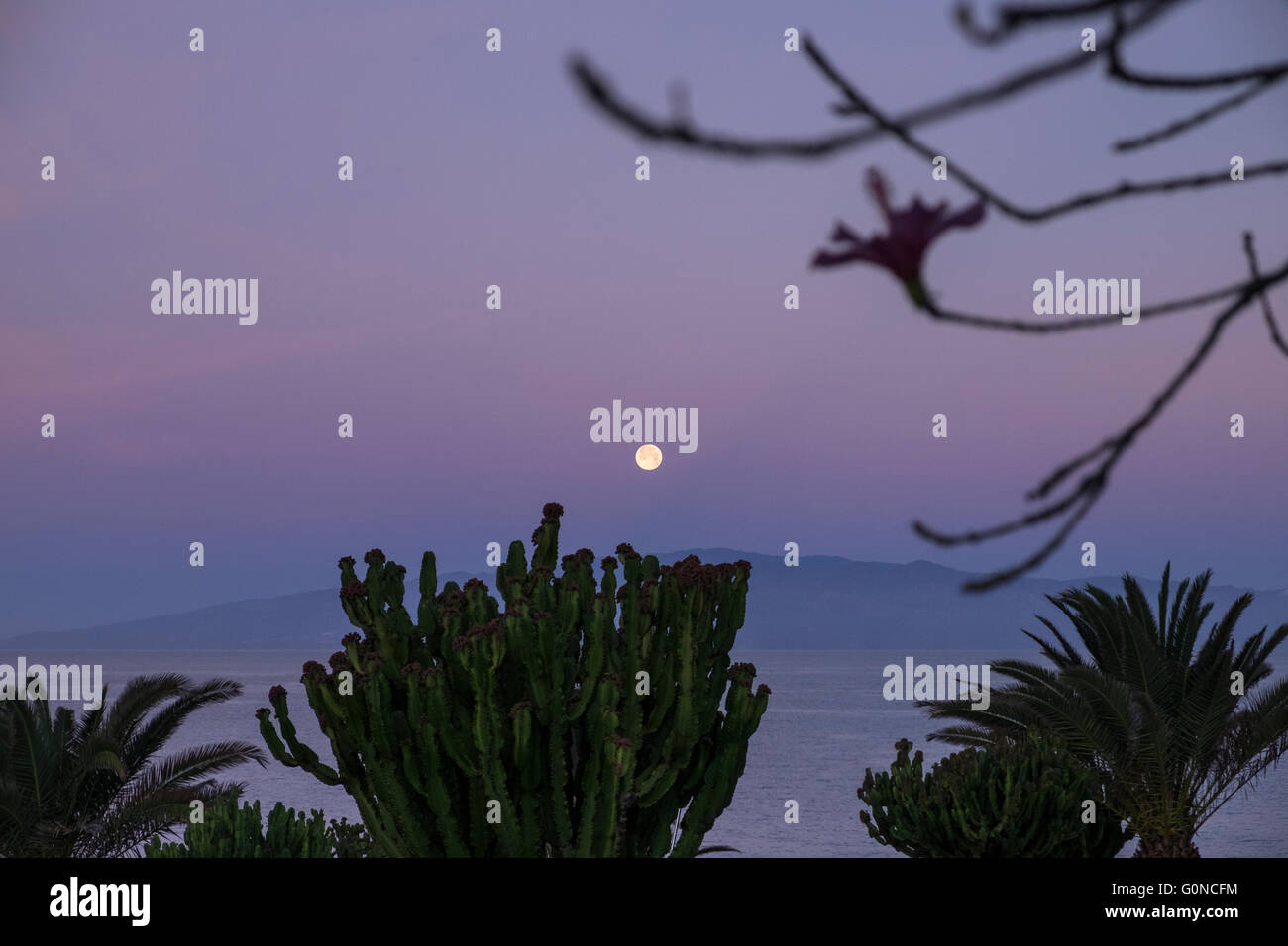 Luna piena impostazione all'alba su La Gomera visto dalla costa occidentale di Tenerife. Hibiscus e cardon cactus in primo piano. Può Foto Stock