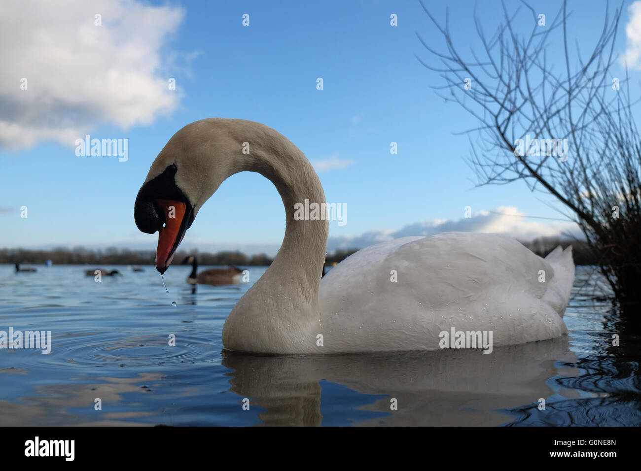 White Swan Mute su acqua Foto Stock