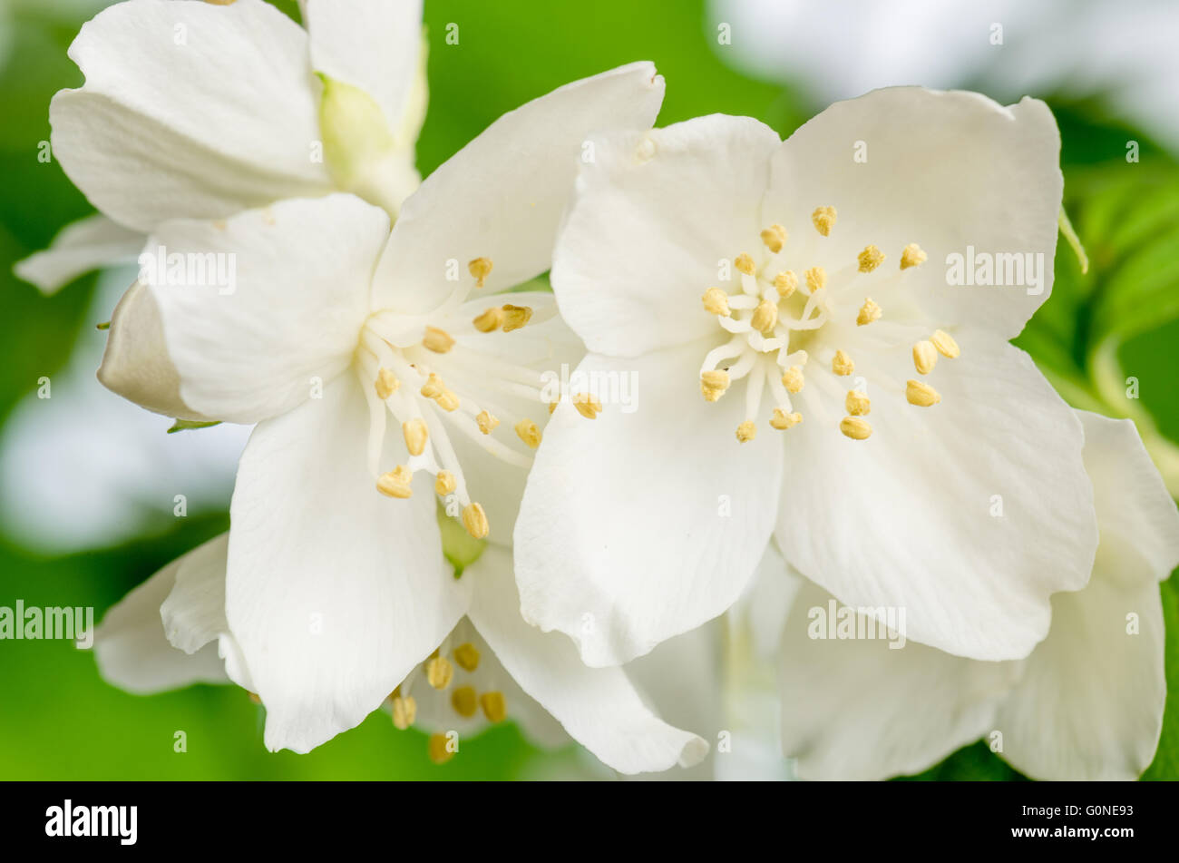 Blooming jasmine bush, close-up Foto Stock