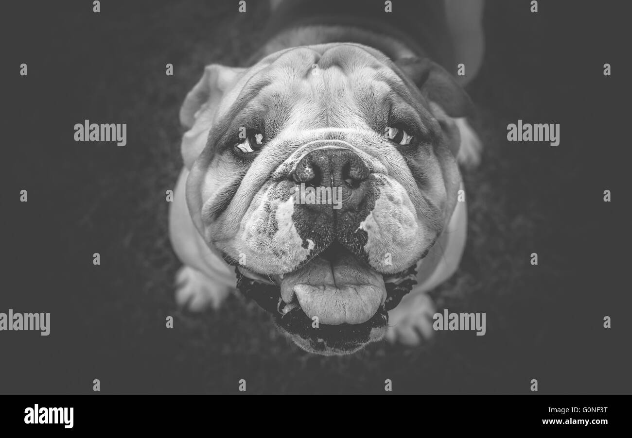 Vista superiore del bulldog inglese cane Foto Stock