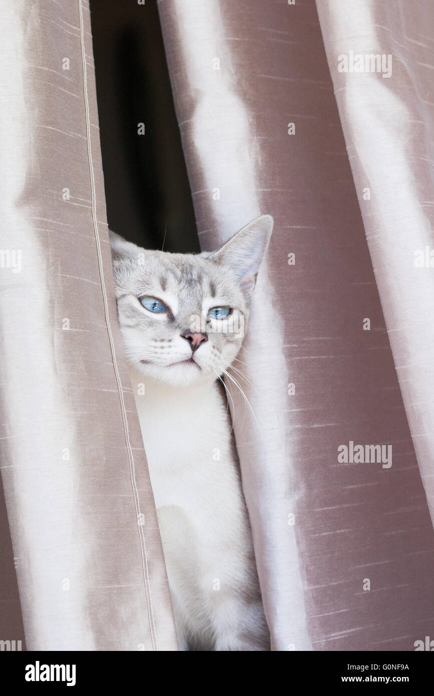 Testa felina schiacciato tra tende beige guardando fuori Foto Stock