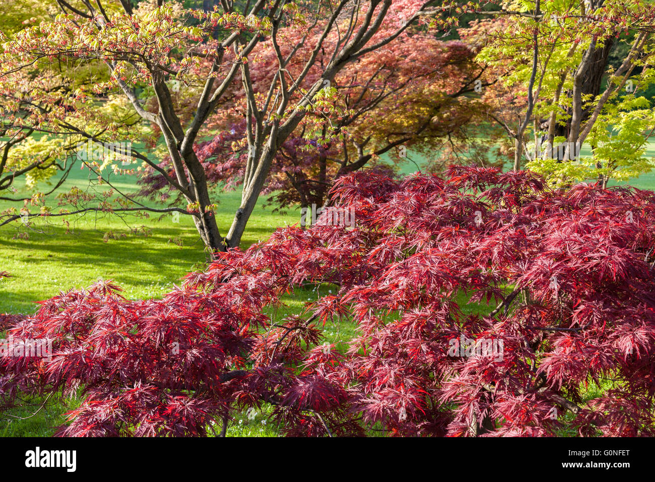 Un giardino italiano durante la stagione primaverile con la coltivazione di piante Foto Stock