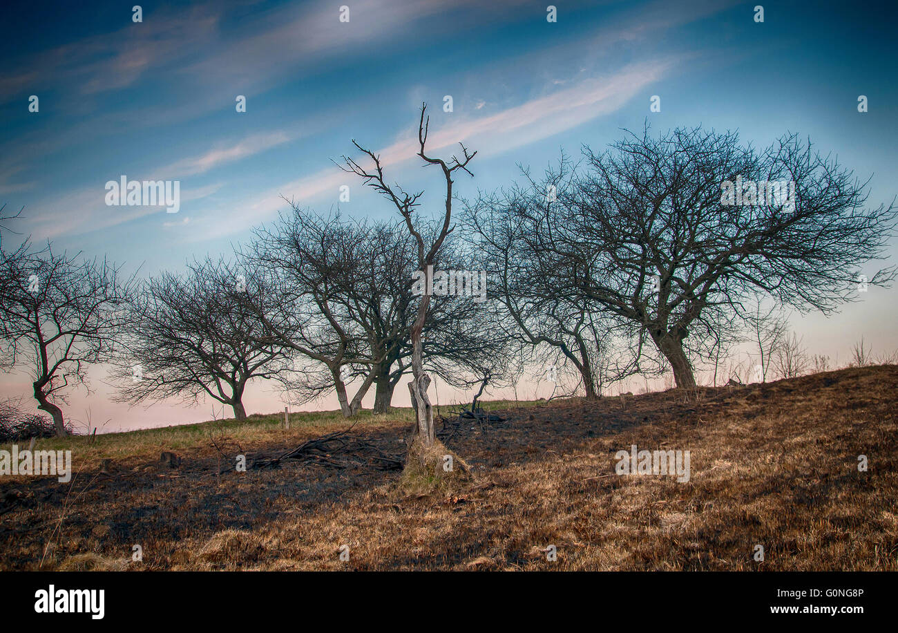 Trunk annerita mostra segni di raging forest fire Foto Stock