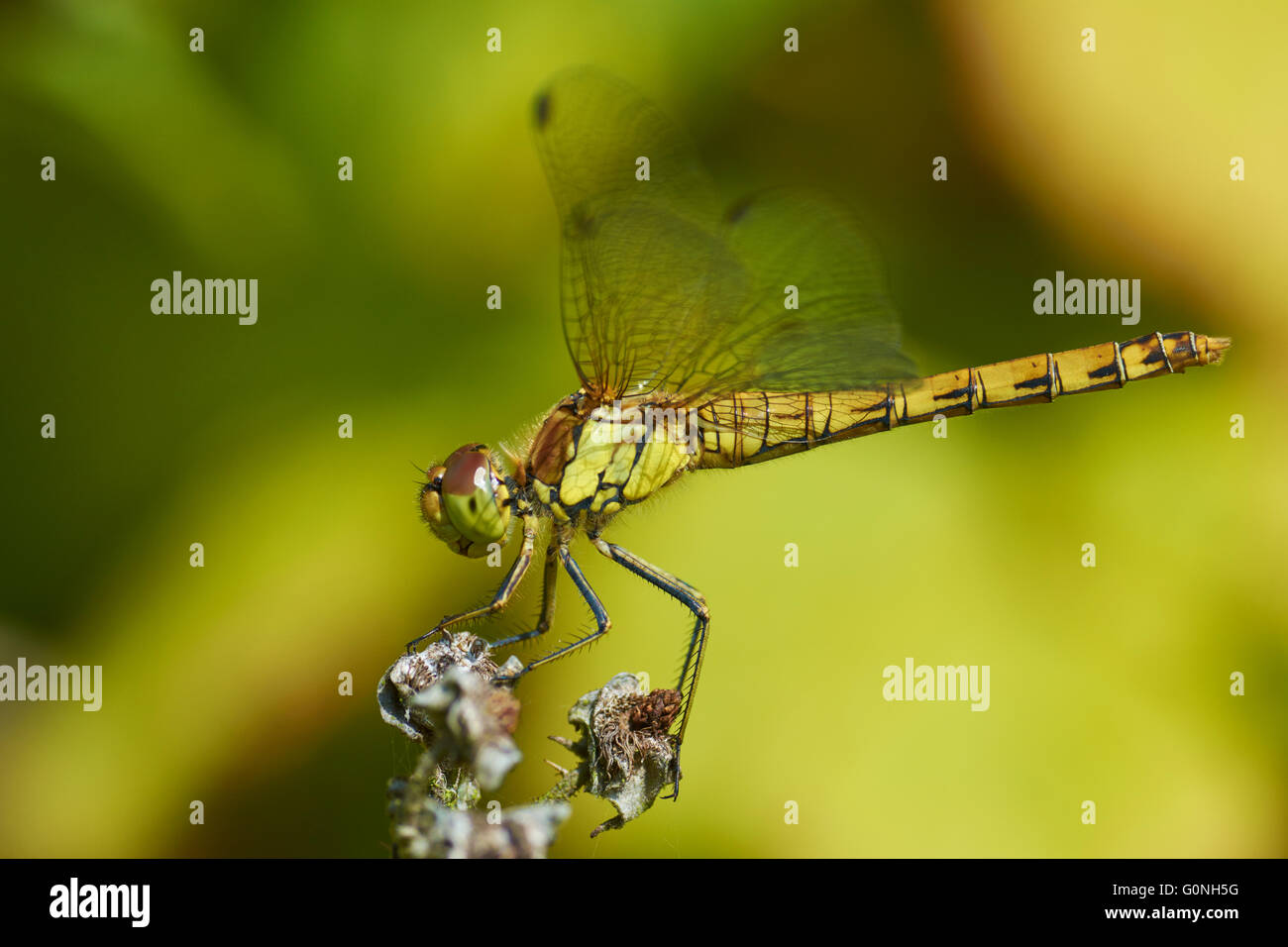 Common Darter Symetrum striolatum,teneral femmina, Yorkshire, Regno Unito Foto Stock