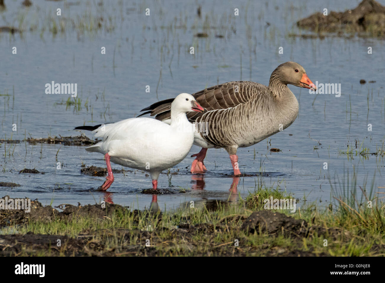 Scampato Ross di oca abbinato con Graylag Goose (Anser anser), Cambridgeshire, Inghilterra Foto Stock