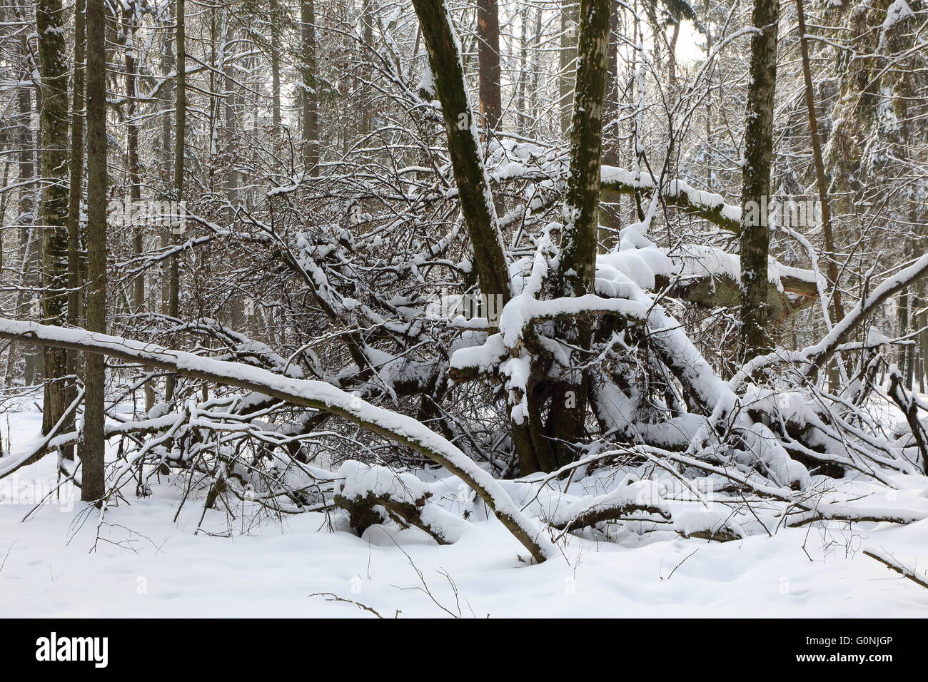 Nevicata dopo stand di latifoglie in mattinata con neve avvolto alberi e tigli in primo piano,Bialowieza Forest,Polonia,l'Europa Foto Stock