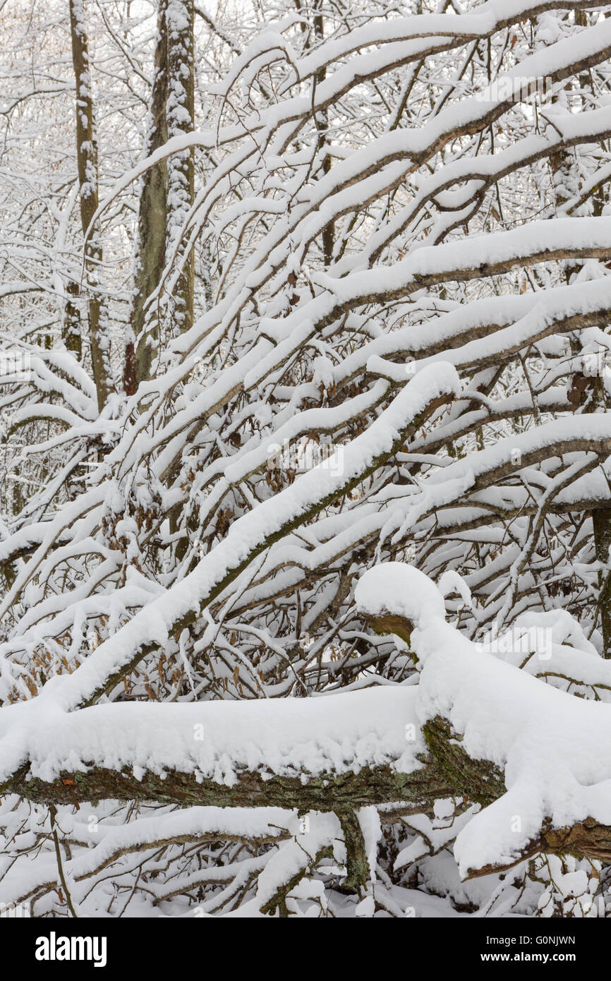 Paesaggio invernale di foresta naturale con morti birch tronchi d albero giacente,Bialowieza Forest,Polonia,l'Europa Foto Stock