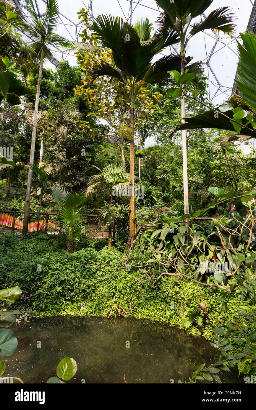 Palme e altre piante tropicali intorno alla piscina superiore nel progetto Eden tropicale, biome Cornwall, Regno Unito Foto Stock