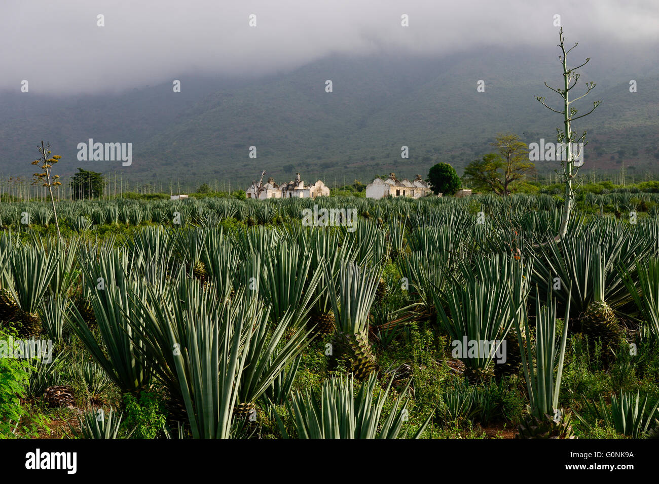 TANZANIA Tanga, Usambara Mountains, Sisal allevamento, vecchio stile coloniale Sisal Estate con lavoratore abbandonate case vicino la Usambara Linea ferroviaria Foto Stock