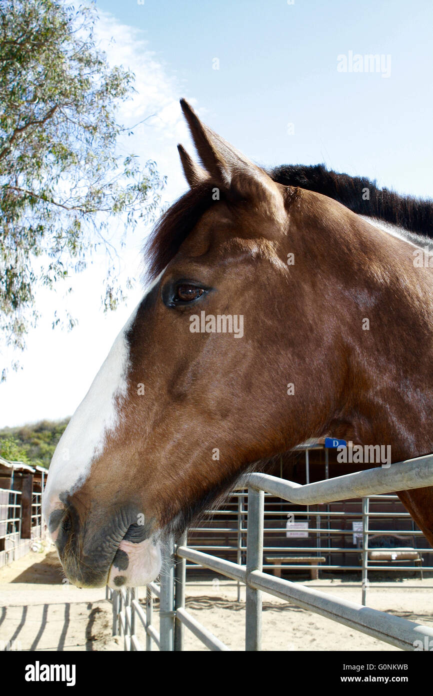 Profilo della grande baia a cavallo con White Blaze Foto Stock