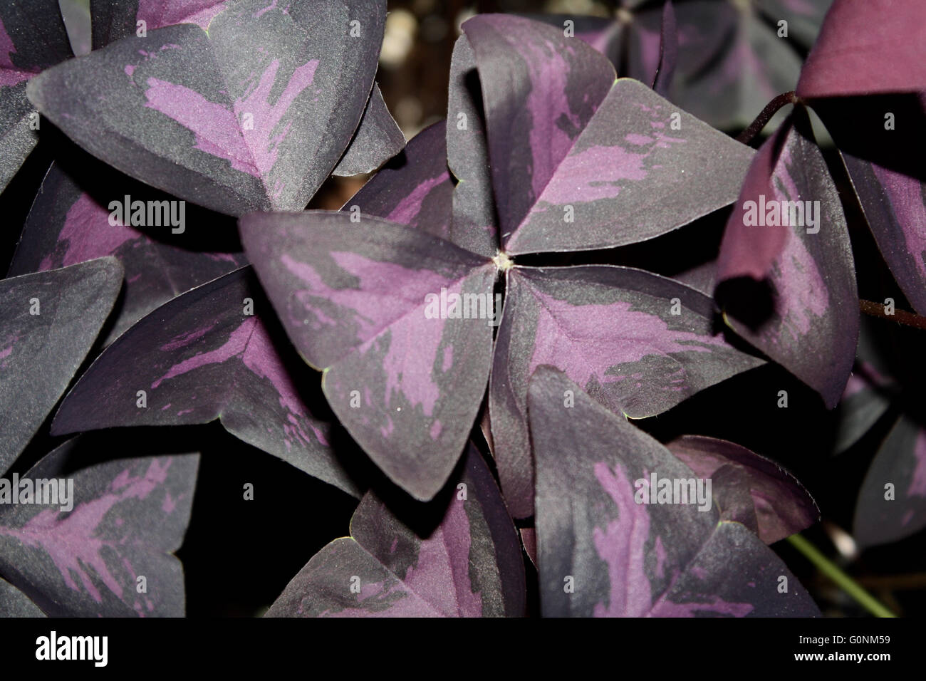 Viola trifogli Close Up dettaglio Oxalis triangularis Foto Stock