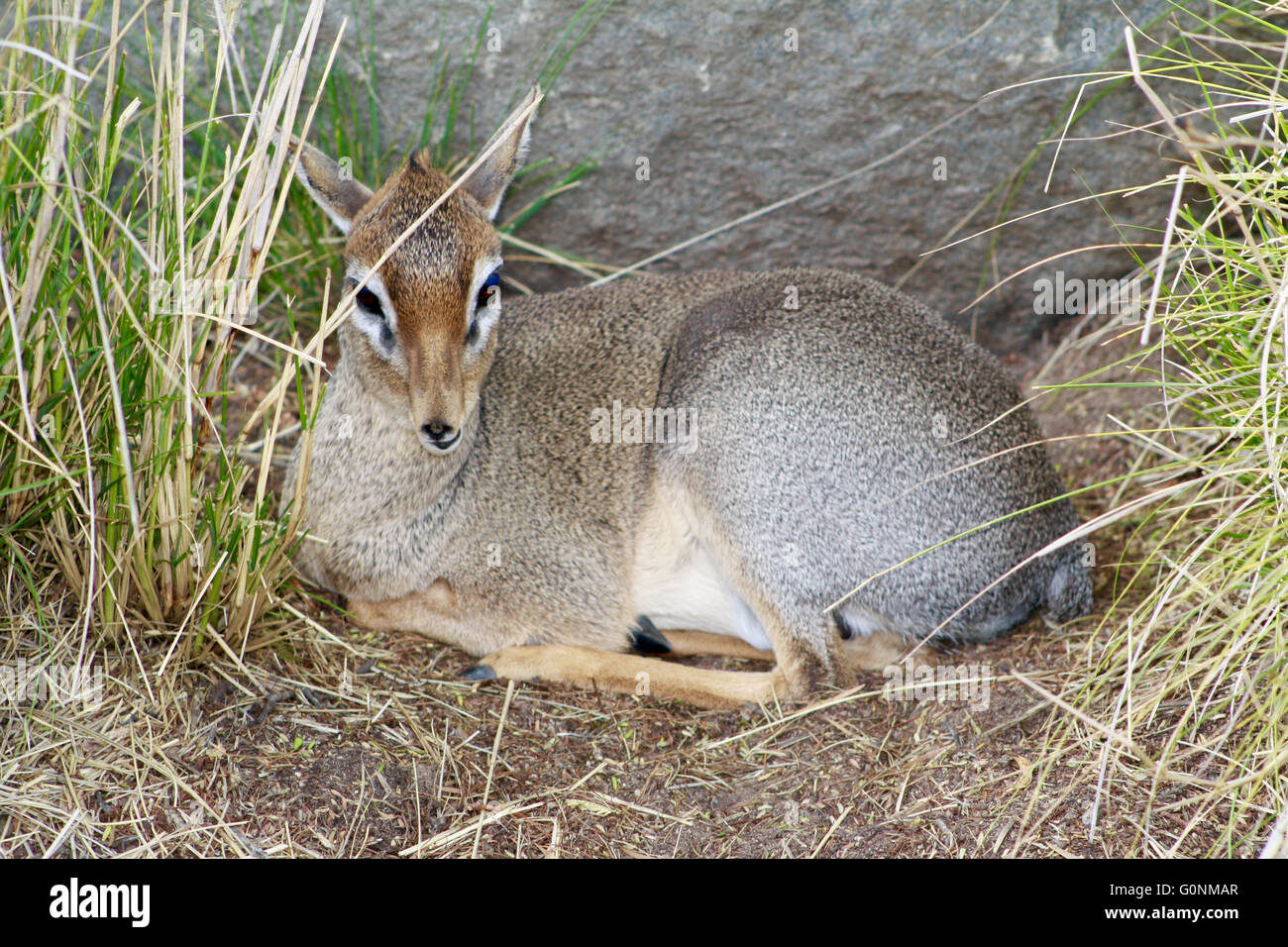 Dik-Dik appoggiata in erba alta presso il San Diego Wild Animal Park Foto Stock