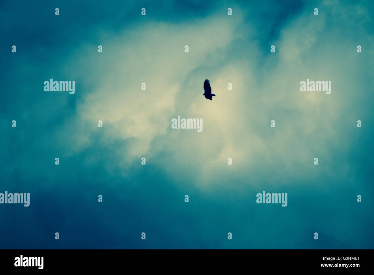 Uccello vola nel buio cielo velato Foto Stock