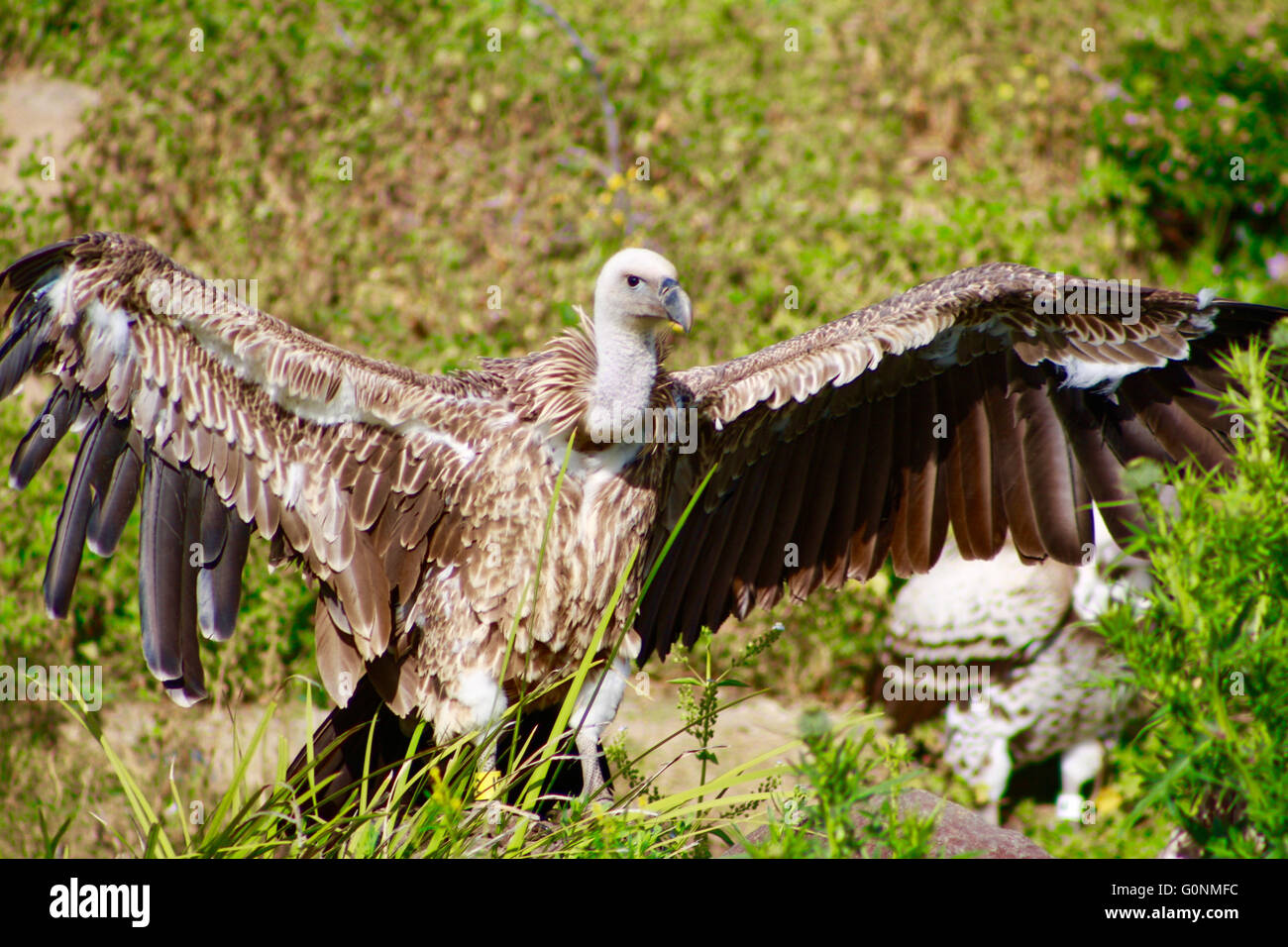 Bianco grande avvoltoio intestata diffondere le sue ali Foto Stock