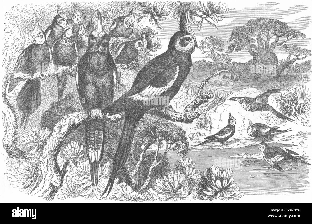 CRACKER: Long-Tailed Parrot, Parrakeet: Corella, antica stampa c1870 Foto Stock