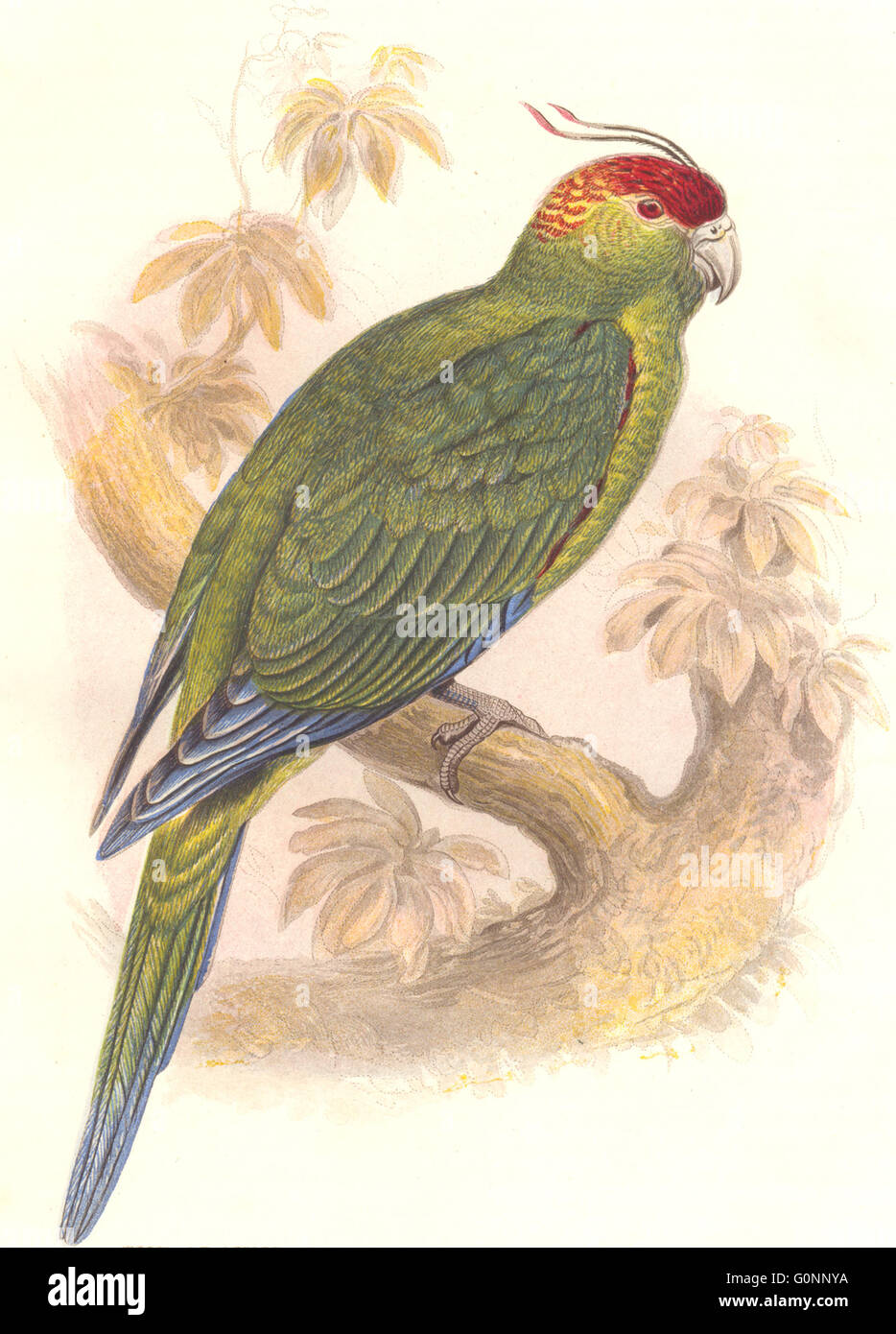 CRACKER: Long-Tailed Parrot, Parrakeet: Massa(Durata), antica stampa c1870 Foto Stock
