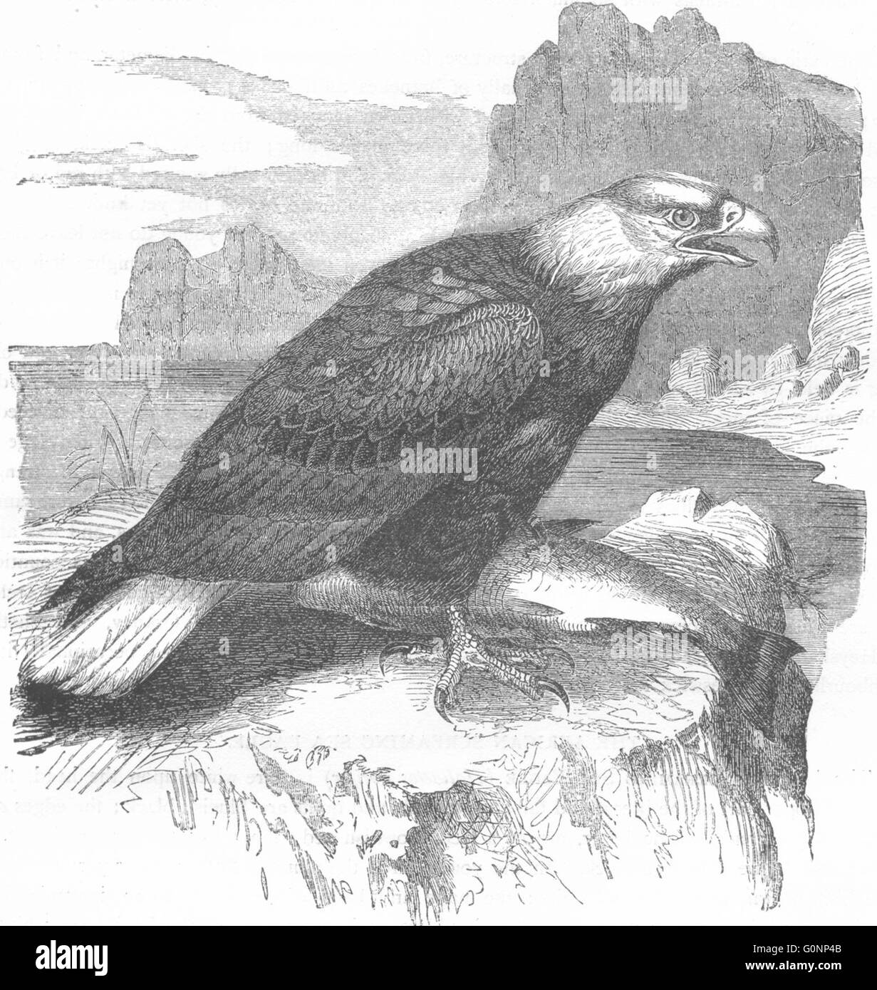 Uccelli: Raptorial: Eagle: bianco capo-Mare, antica stampa c1870 Foto Stock