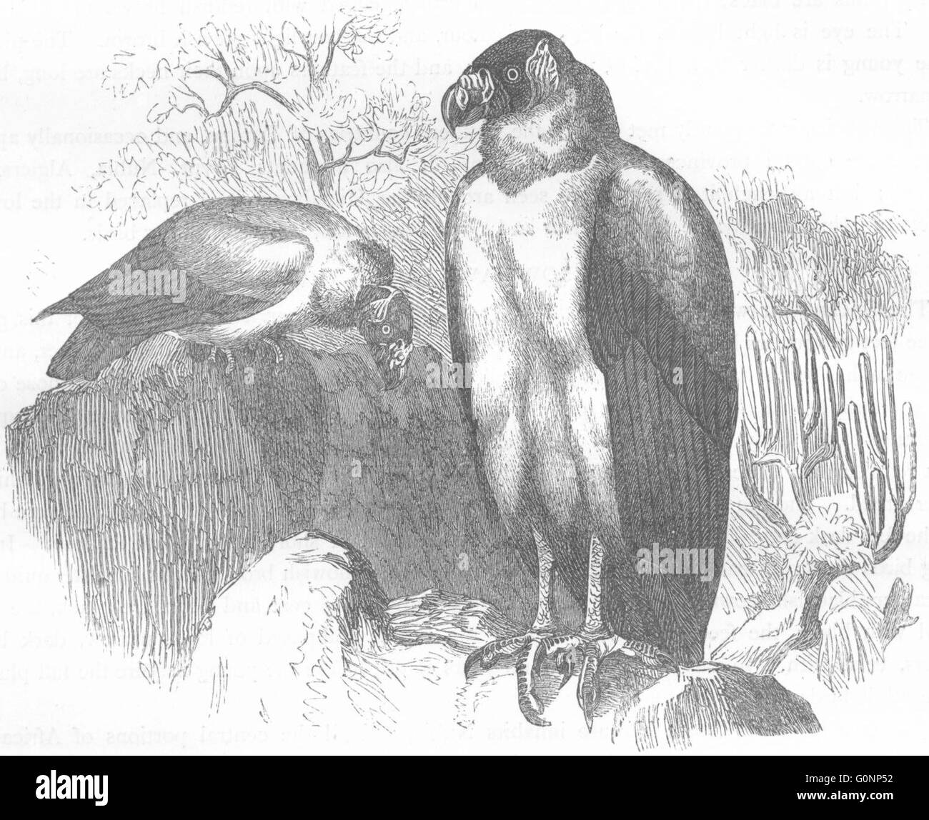 Uccelli: Raptorial: Vulture: Re di, antica stampa c1870 Foto Stock