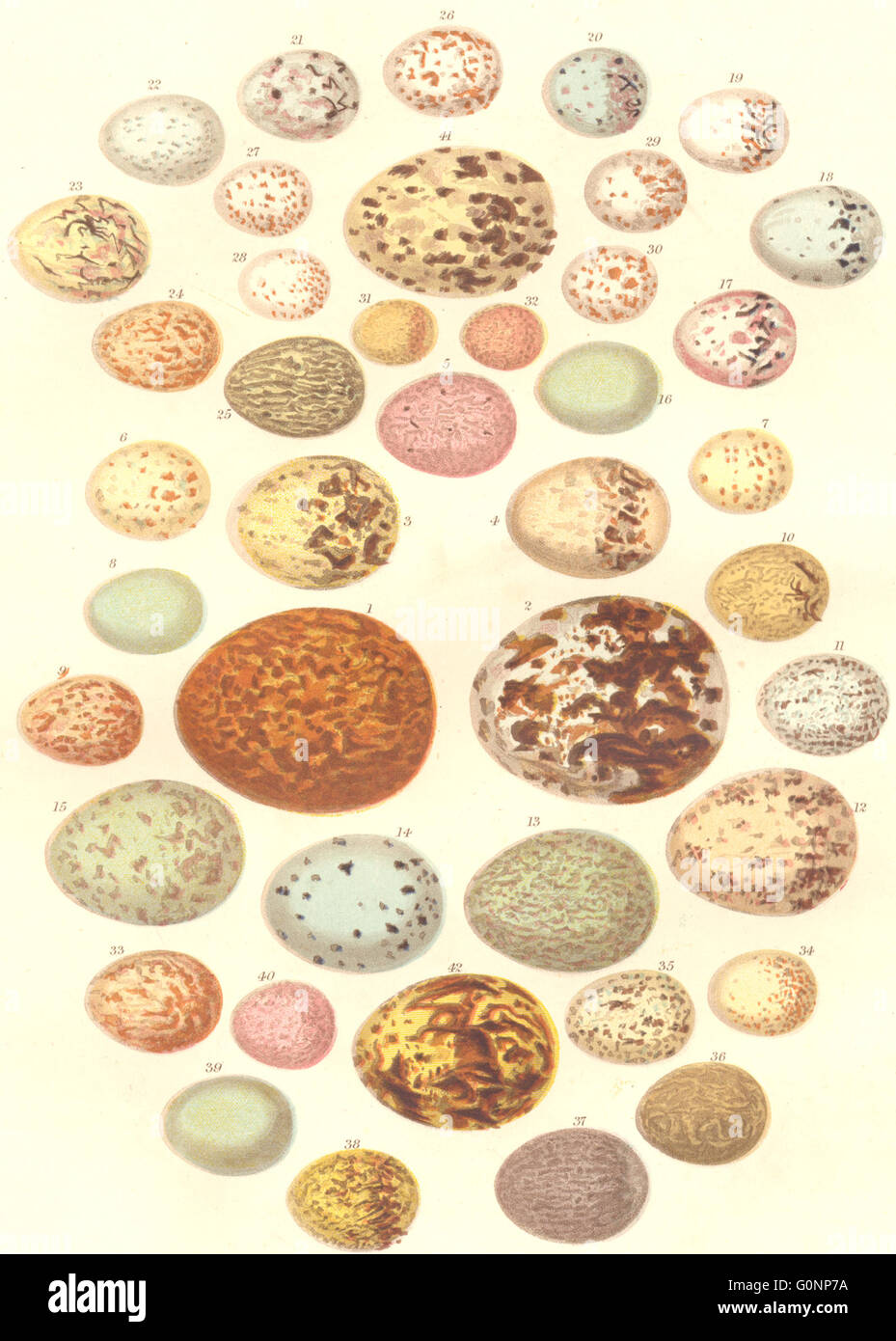 MANAKIN UOVA: Sparviero; grigio, rosso Shrike; cuculo, antica stampa c1870 Foto Stock